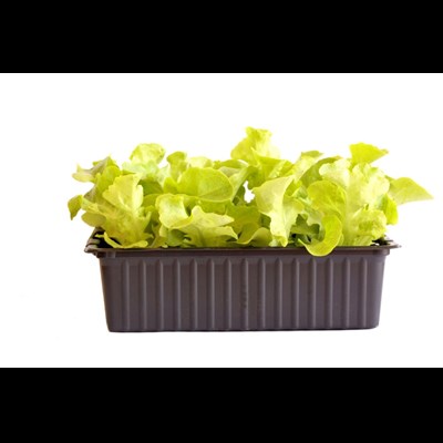Eichblattsalat grün 12er
