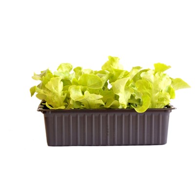 Eichblattsalat grün 12er