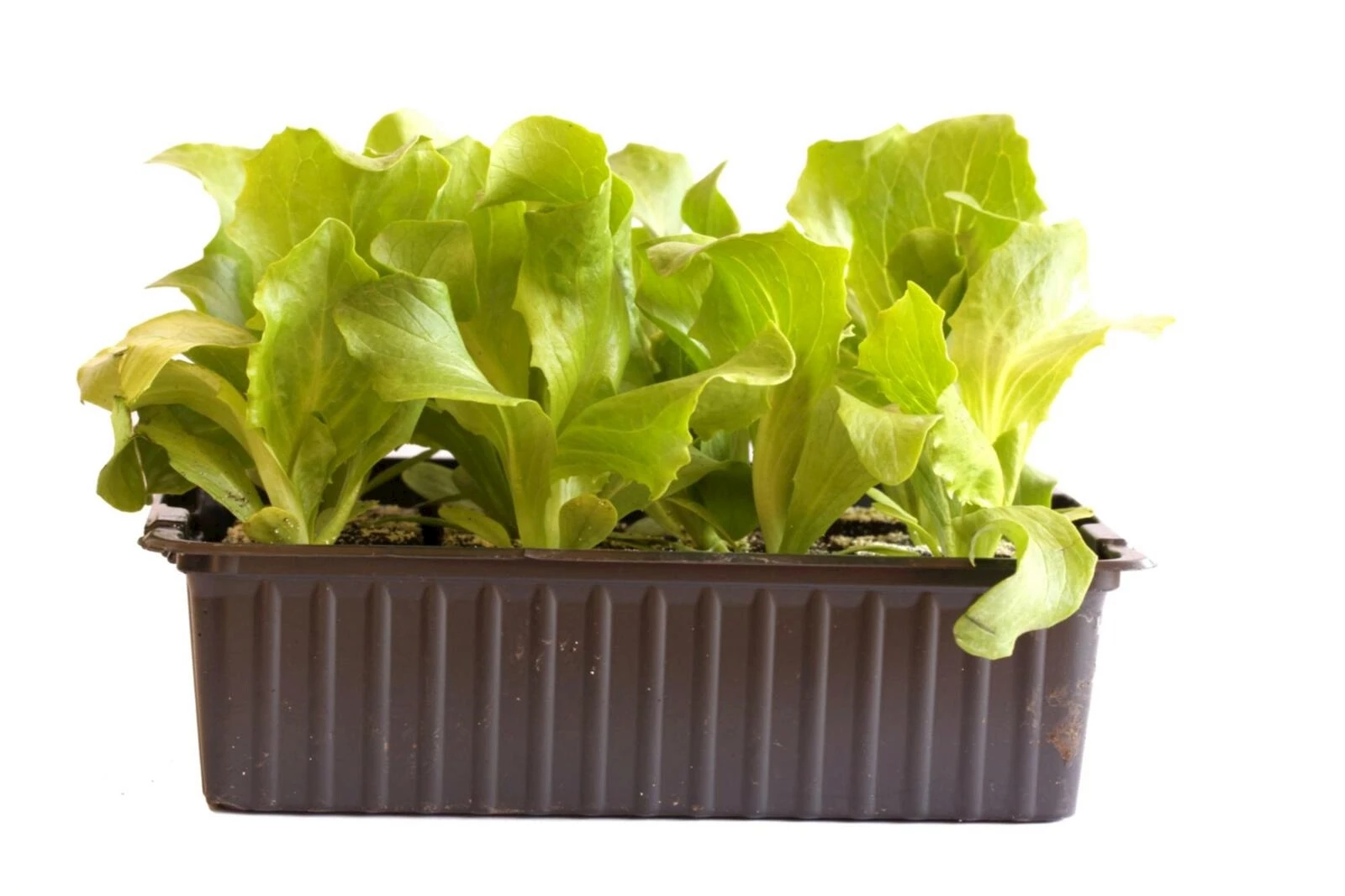 Eisbergsalat 12er Schale