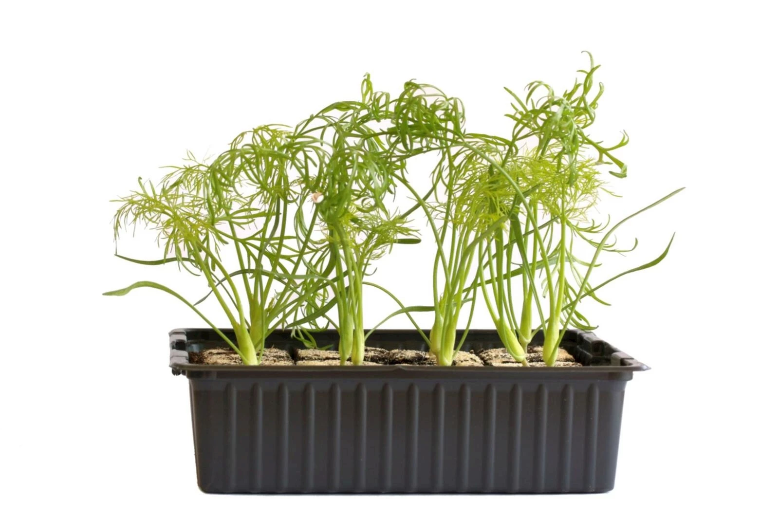 Fenchel 12er kaufen Setzlinge u. Gemüse LANDI