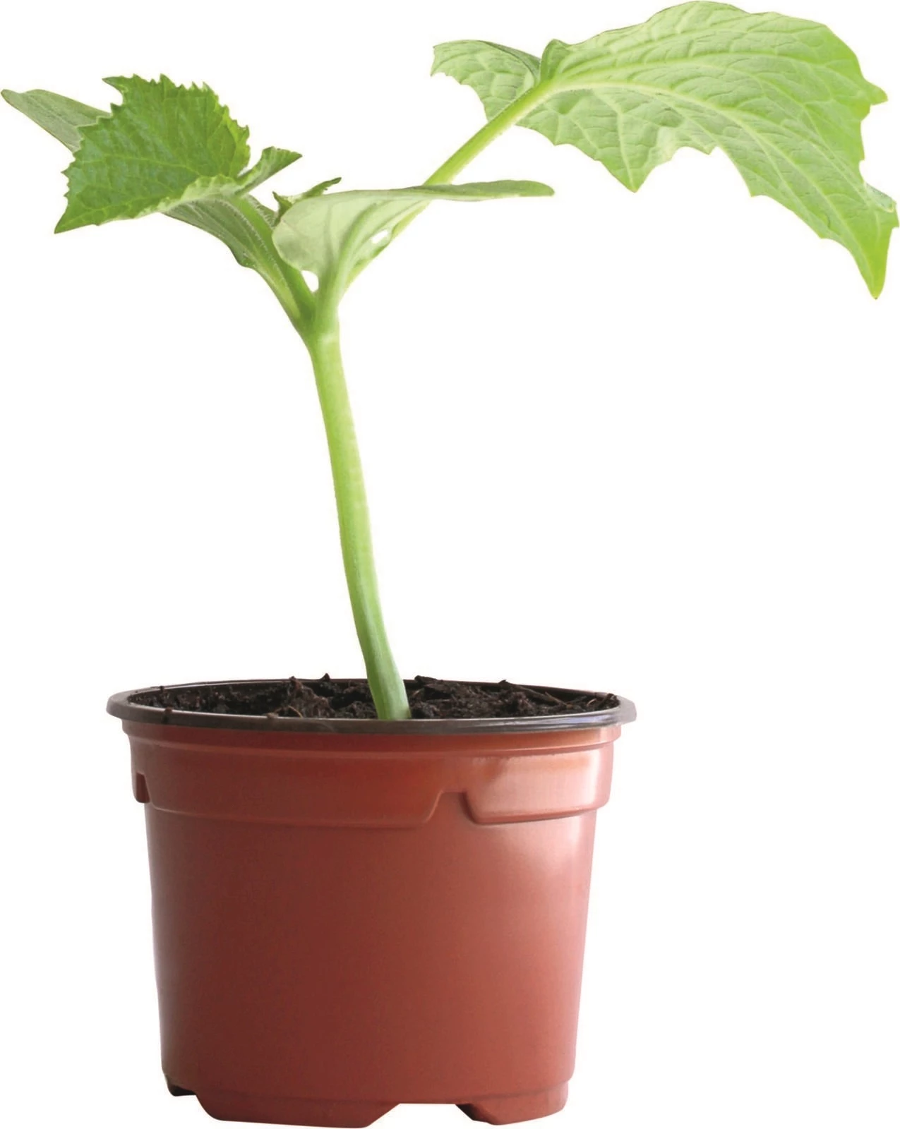 Gurken P9 cm kaufen Setzlinge u. Gemüse LANDI