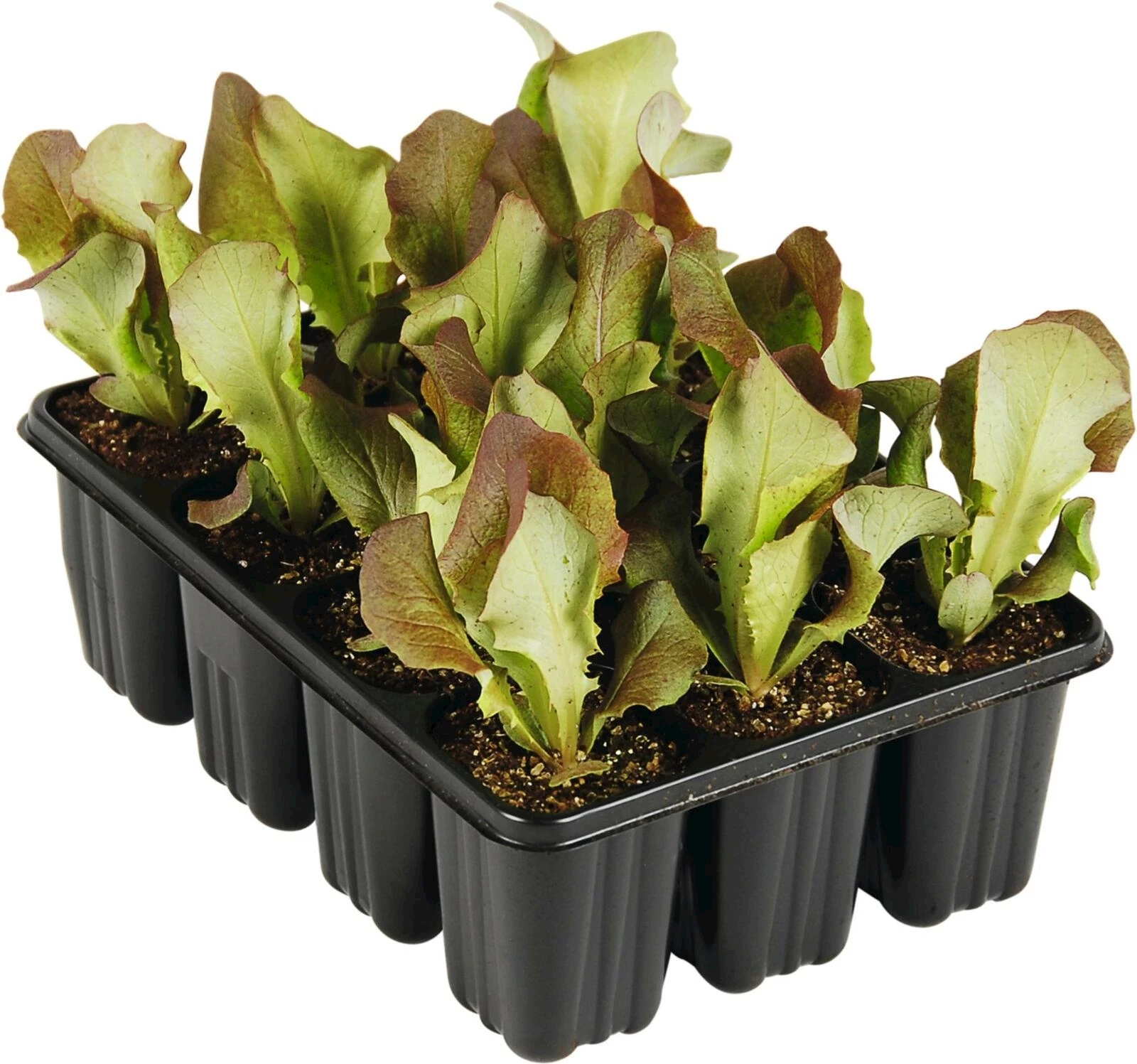 Kopfsalat rot 12er Schale kaufen Setzlinge u. Gemüse LANDI