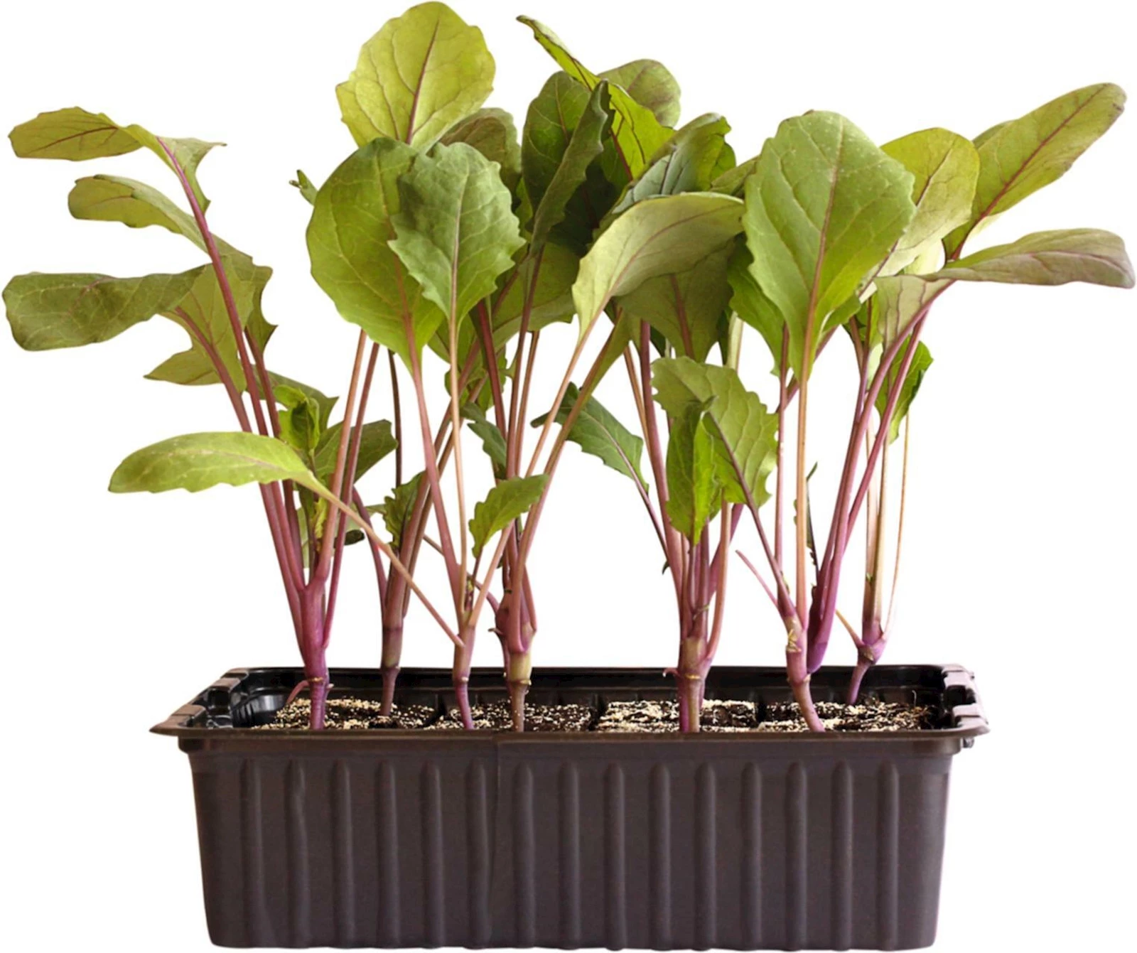 Kohlraben blau 12er Schale kaufen Setzlinge u. Gemüse LANDI