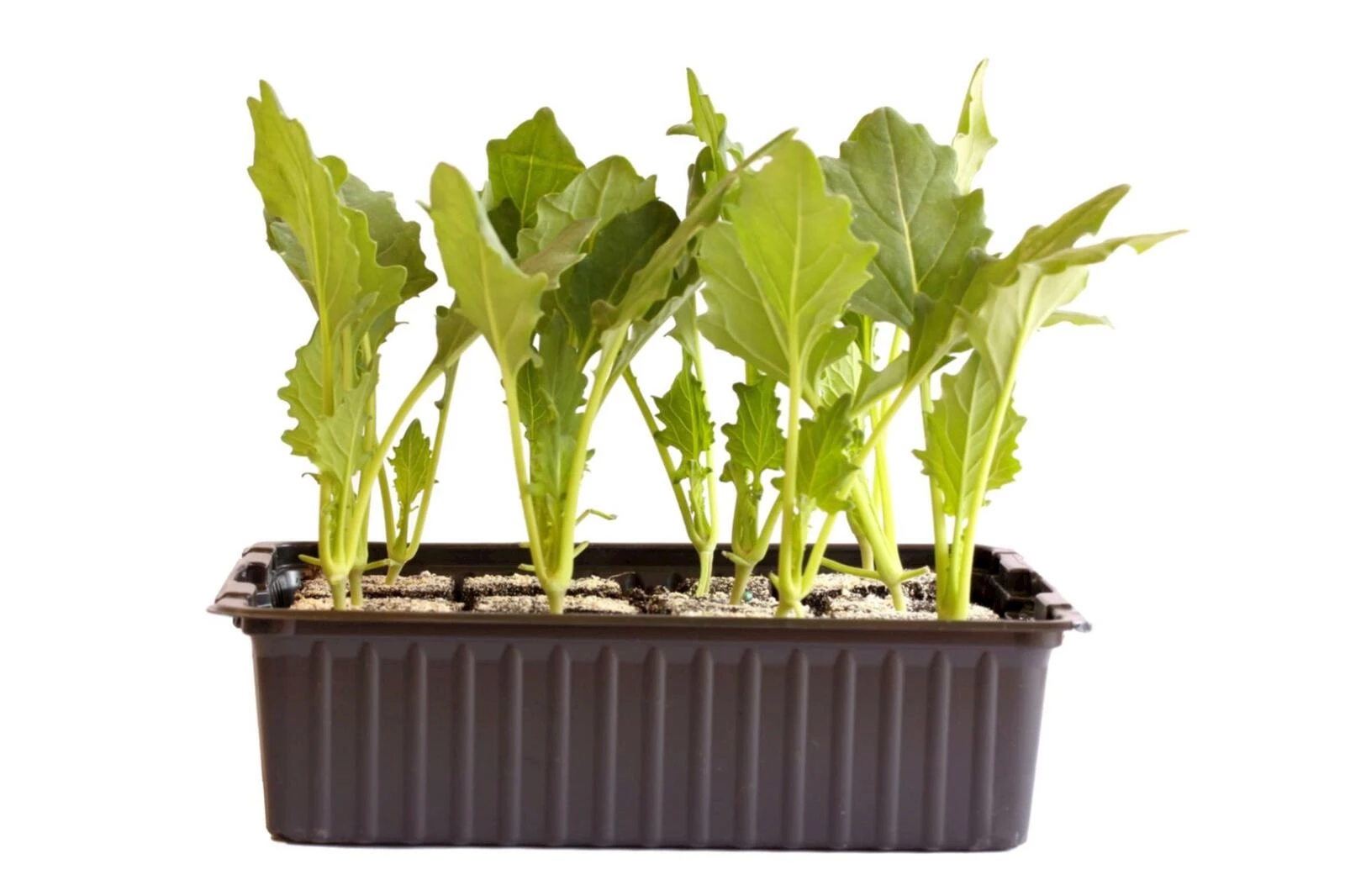 Kohlraben weiss 12er Schale kaufen Setzlinge u. Gemüse LANDI