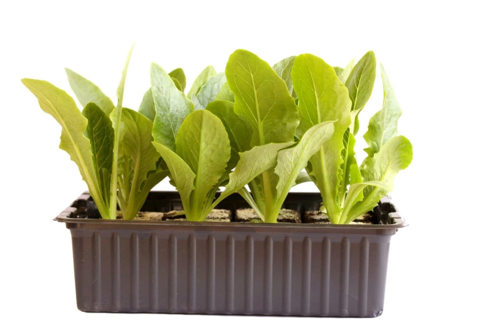 Lattich grün 12er kaufen Setzlinge u. Gemüse LANDI