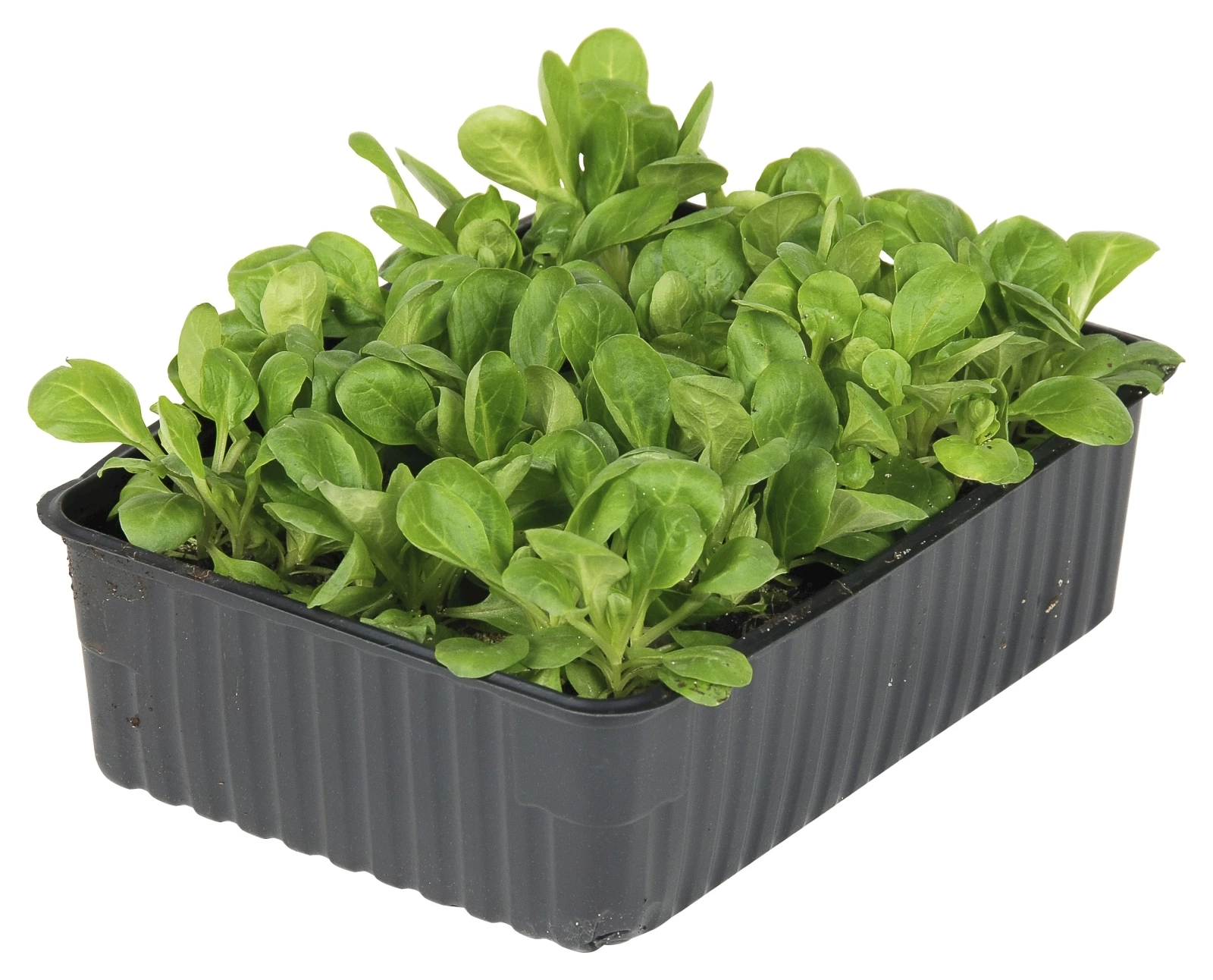 Nüsslisalat 12er kaufen Setzlinge u. Gemüse LANDI