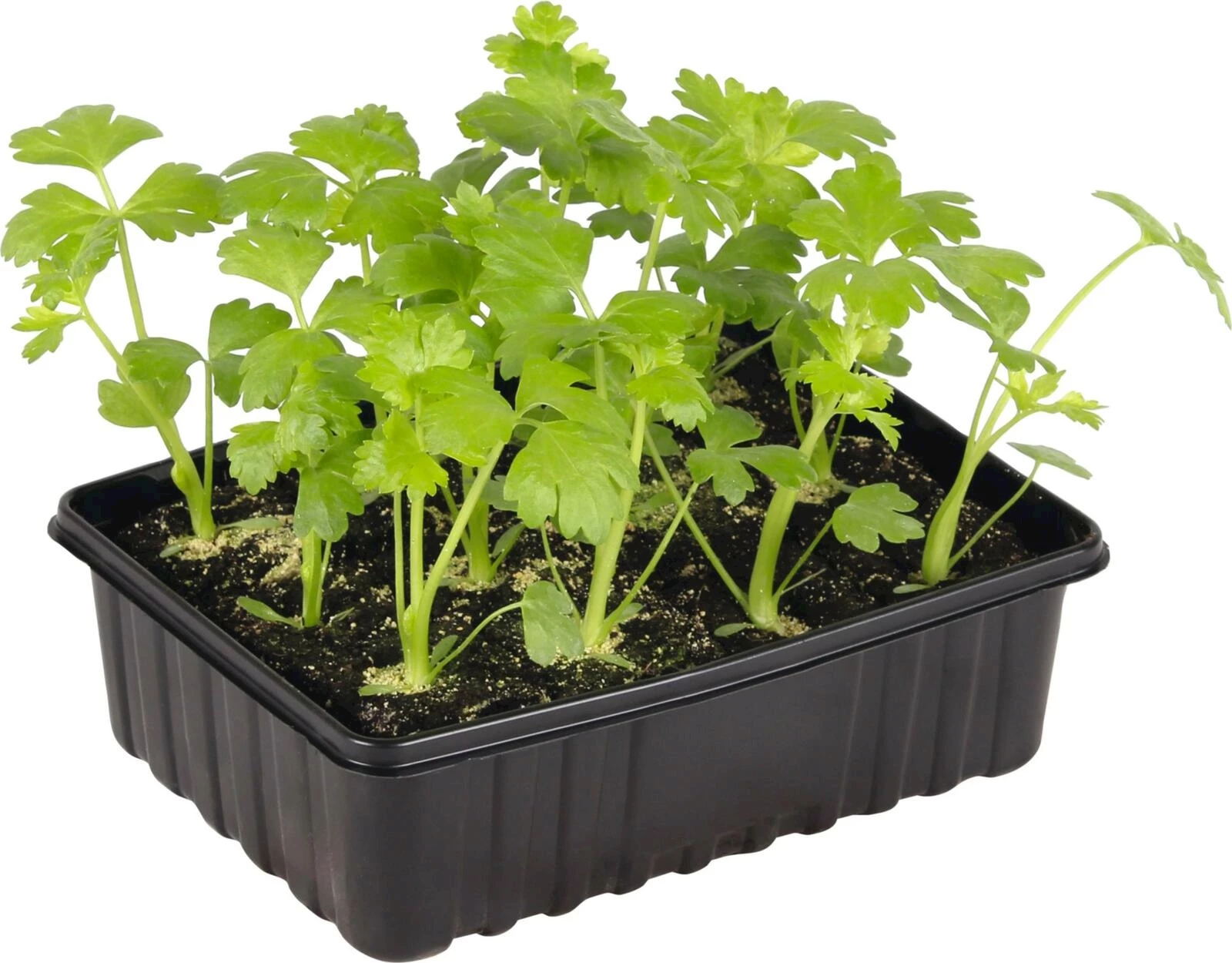 Sellerie(Knollen) 12er Schale kaufen Setzlinge u. Gemüse LANDI