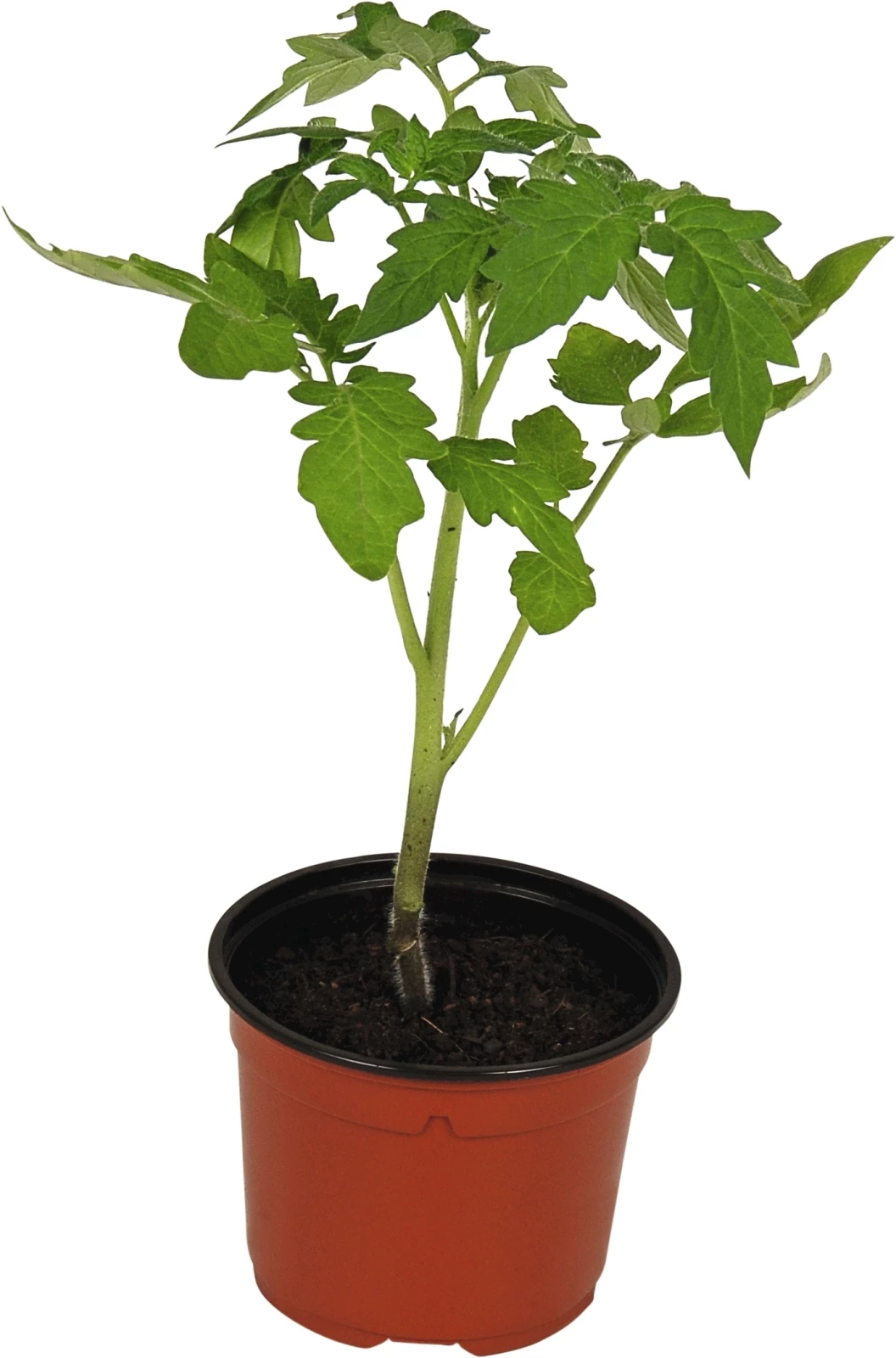 Tomaten Cherry P9 cm kaufen Setzlinge u. Gemüse LANDI