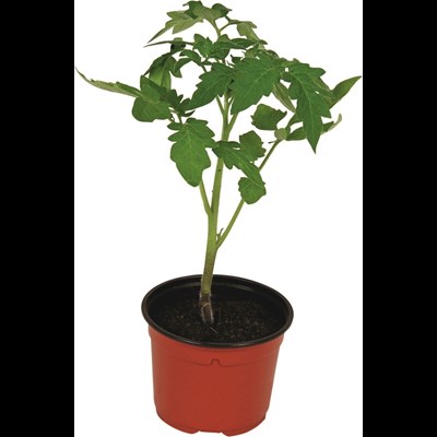 Tomaten Mittelgross P9 cm