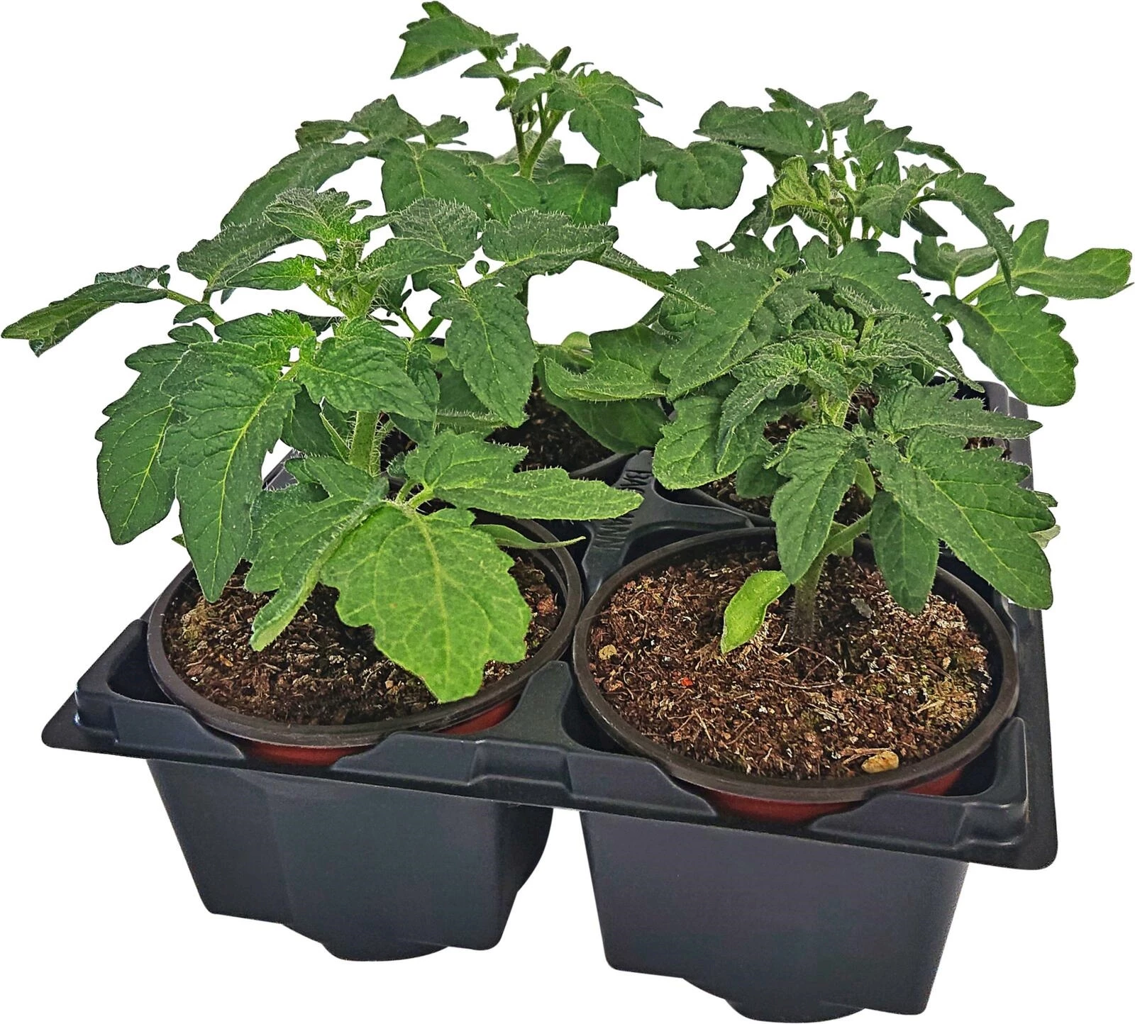 Balkontomaten 4er-Set