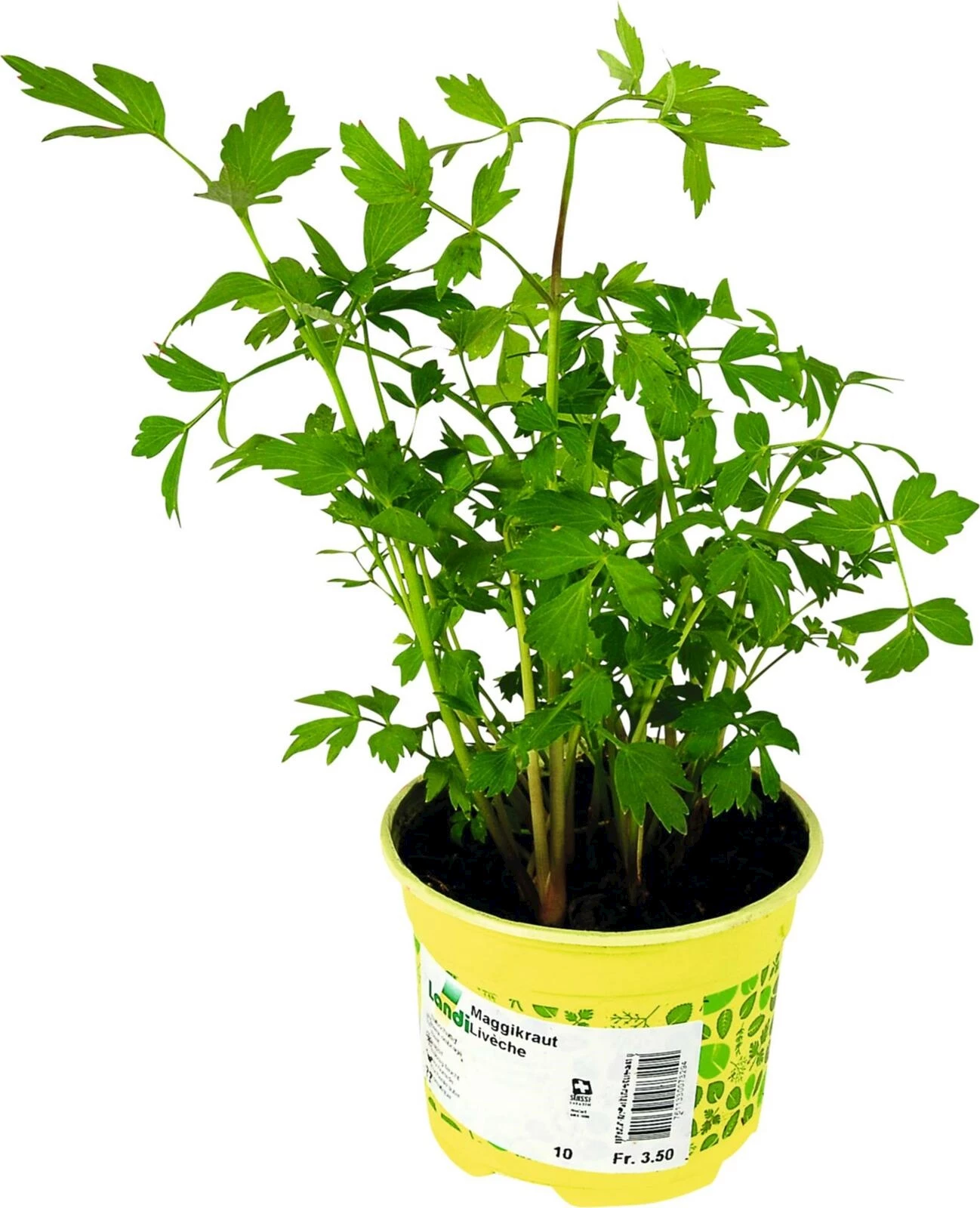 Maggi ache de montagne P10,5 cm