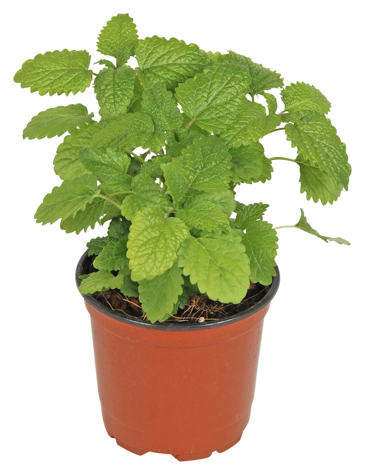 Melisse citronelle P10,5 cm