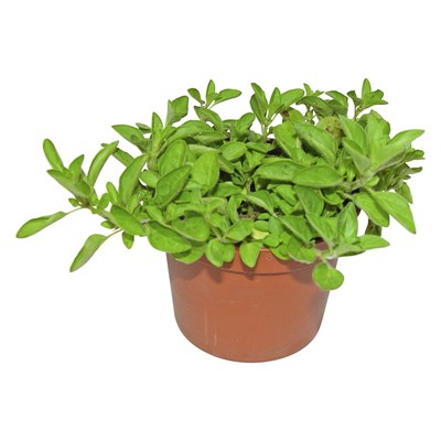 Landi lavendel Landi lavendel