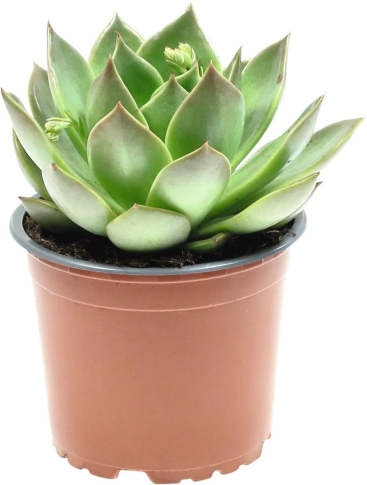 Echeveria gemischt P12 cm