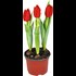 Tulipes P10,5 cm