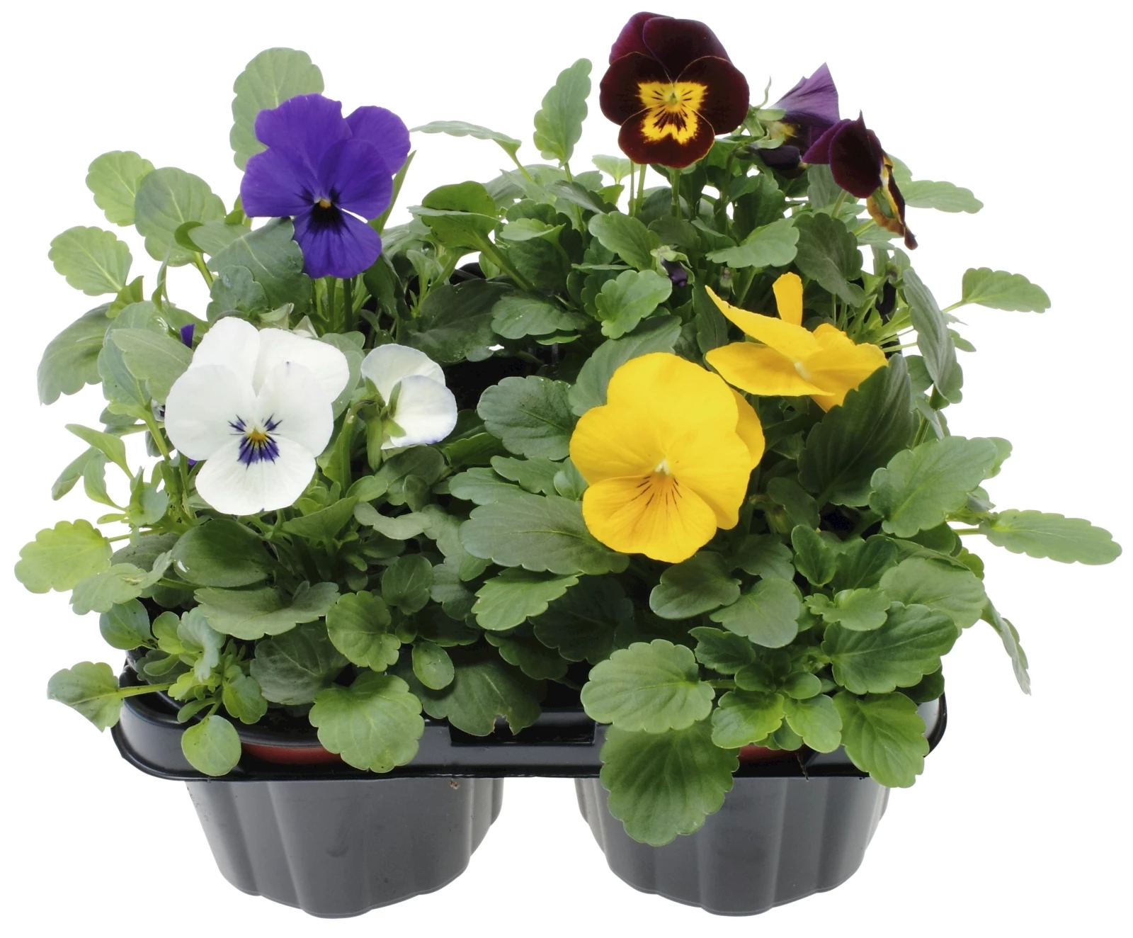 Viola cornuta 4er Set ass.