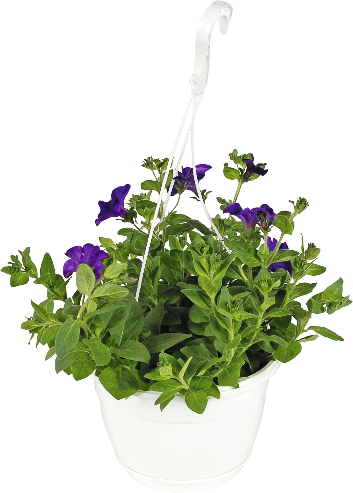 Surfina Ampel P25 cm