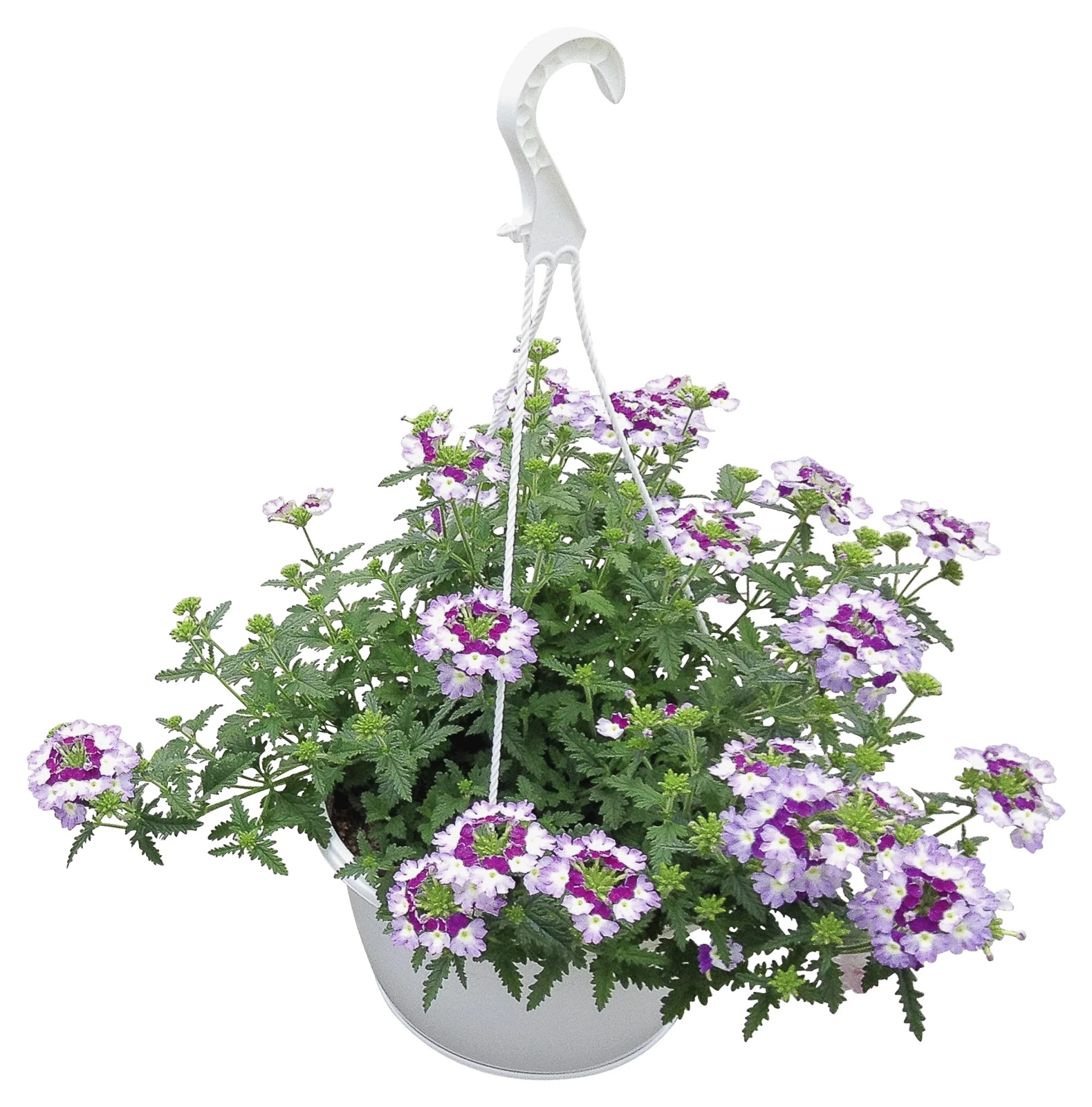 Verbena Ampel  P25 cm