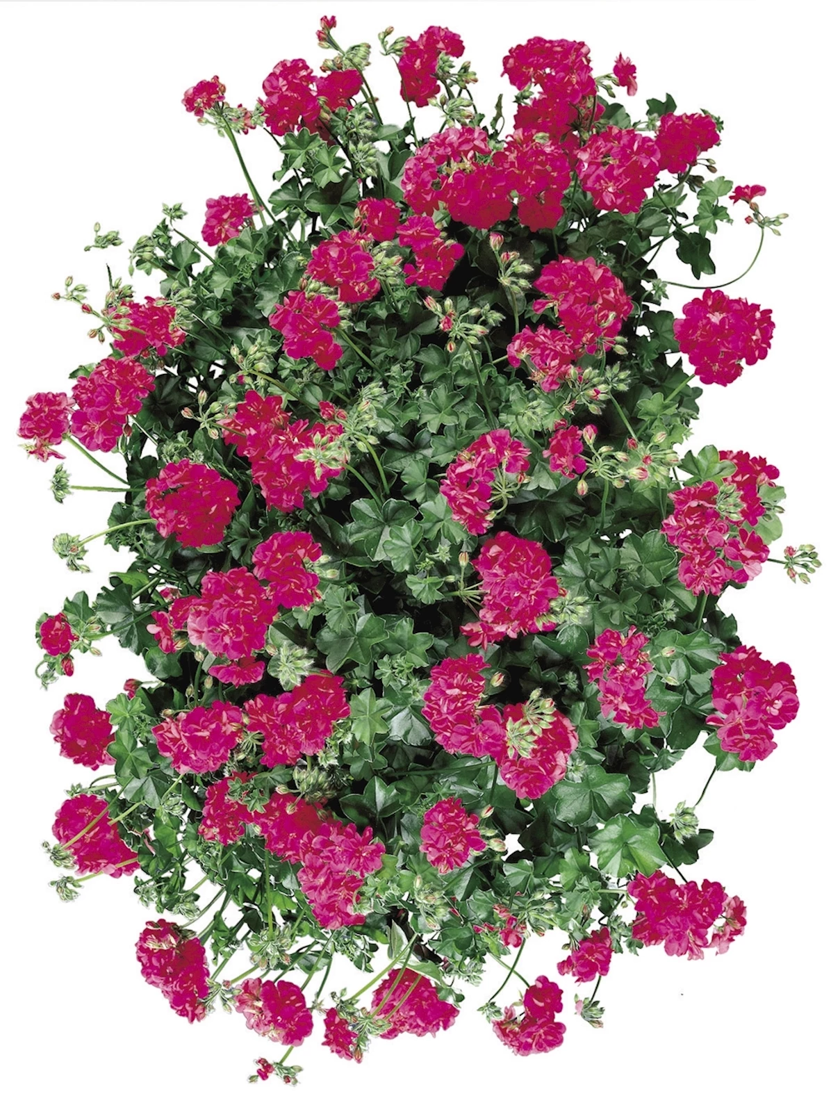 Geranien Hänger rosa einfach P10,5 cm