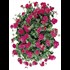 Géranium susp. rose simple  P10,5 cm