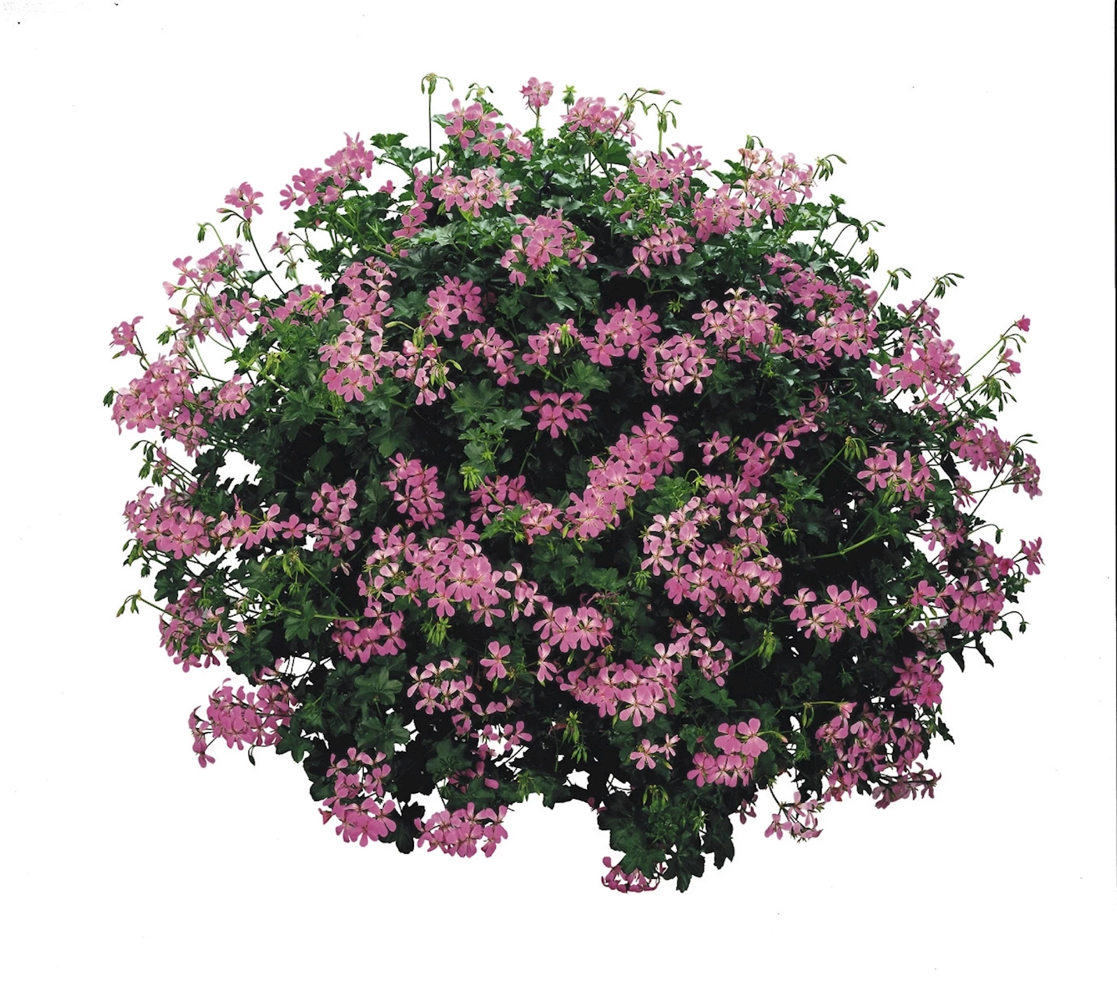 Geranien Hänger lila einfach P10,5 cm