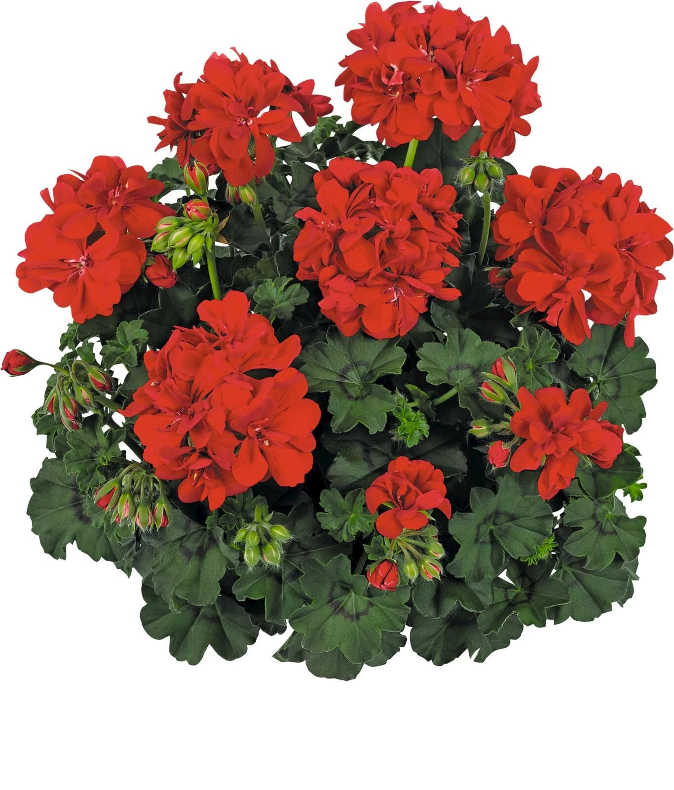 Geranien Steher hellrot gef. P10,5 cm