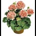 Geranien Steher rosa/pink gef. P10,5 cm