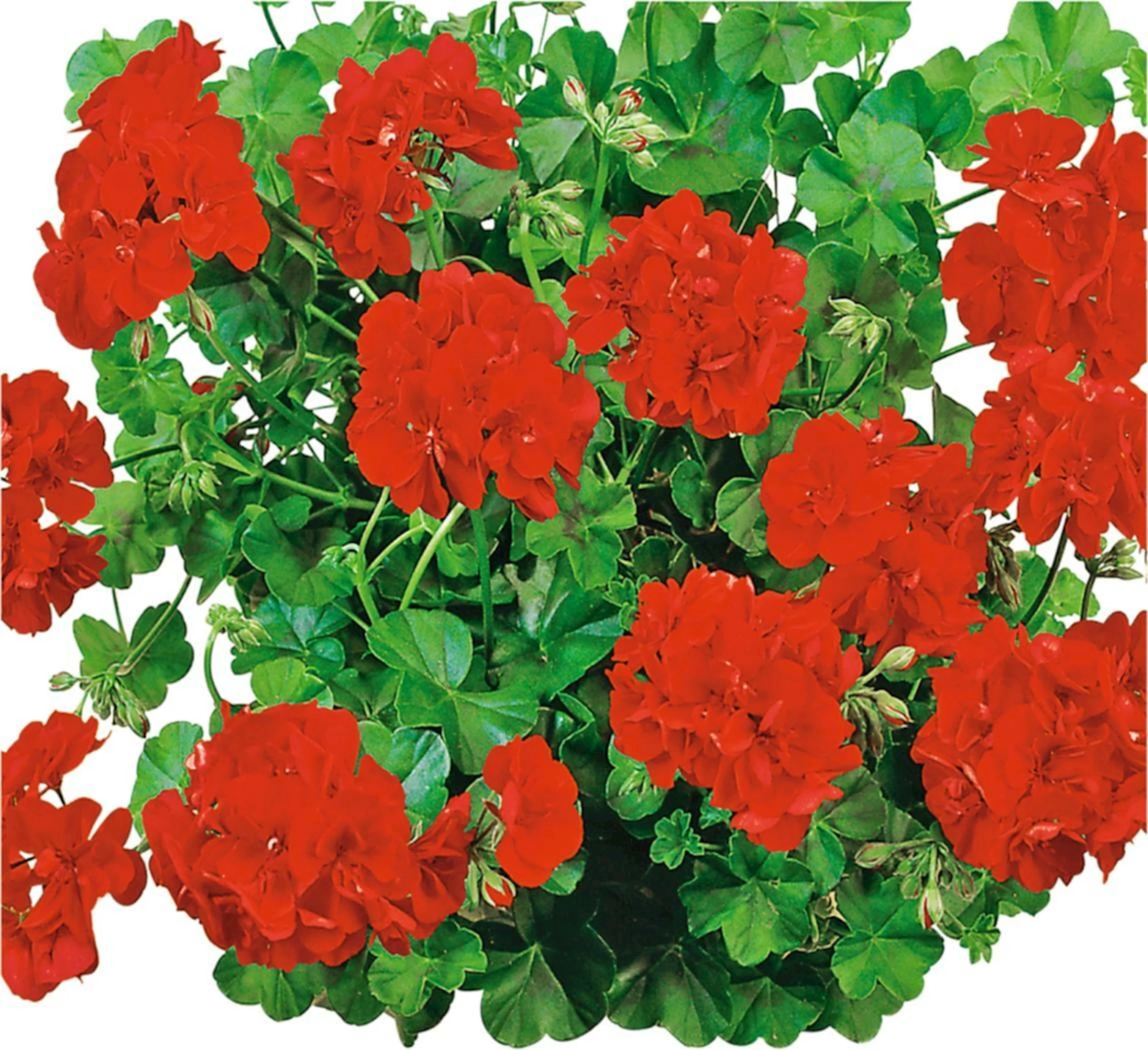 Geranium Hänger rot gefüllt P10,5 cm