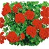 Geranium Hänger rot gefüllt P10,5 cm