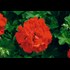 Géranium susp. rouge rempli P10,5 cm