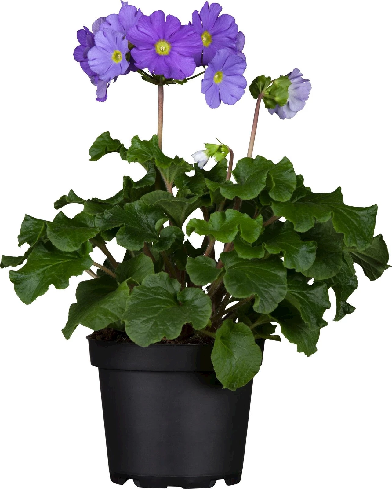 Primula obconica P12 cm