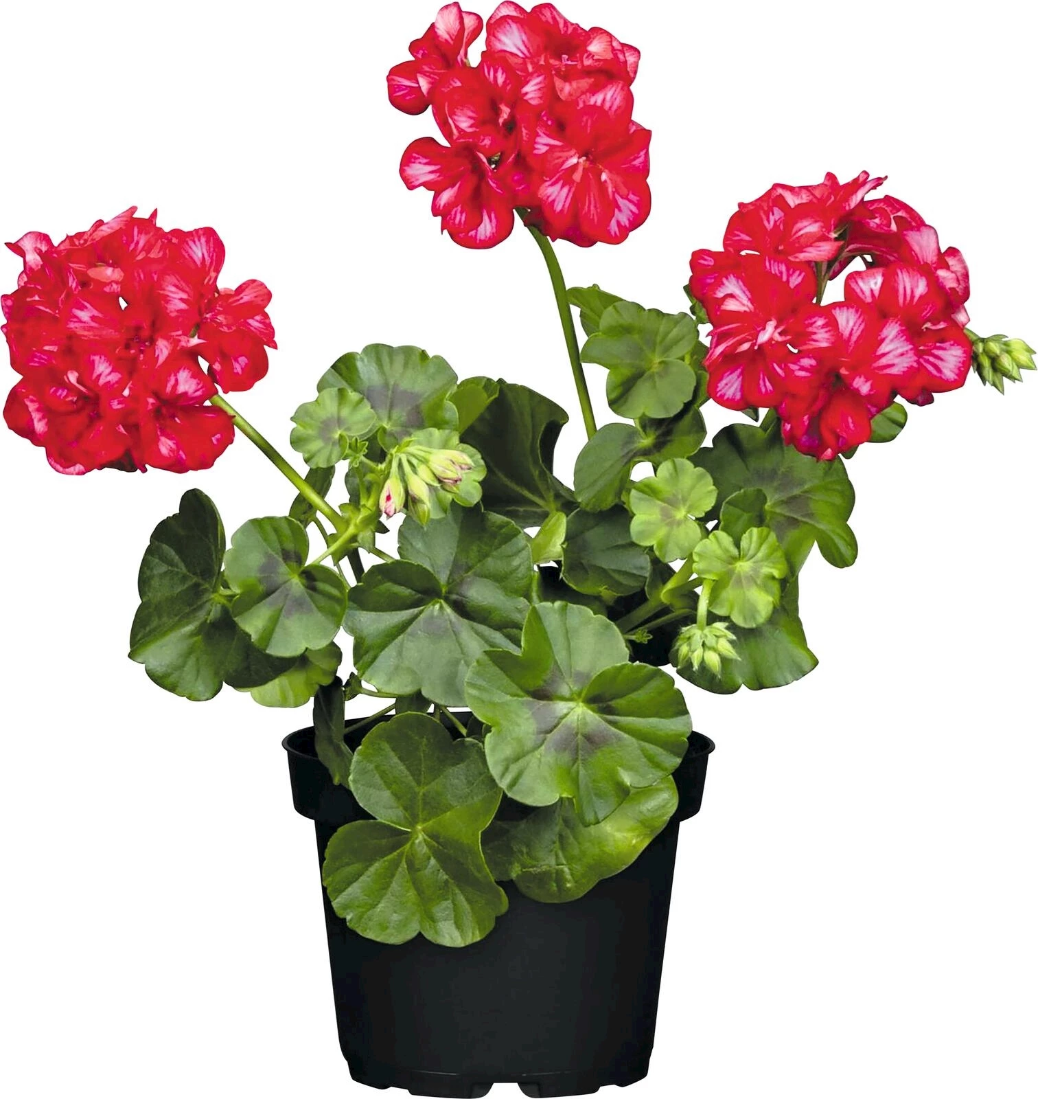 Geranien Hänger rosa/pink gef. P10,5 cm