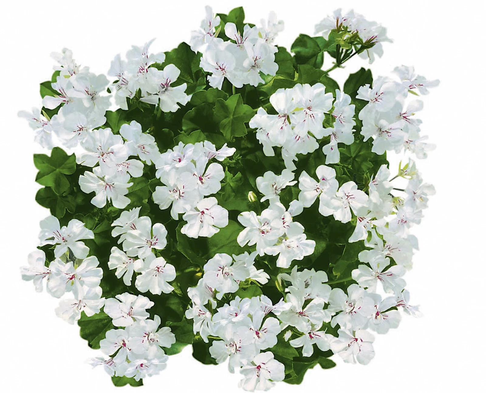 Geranien Hänger weiss gef. P10,5 cm