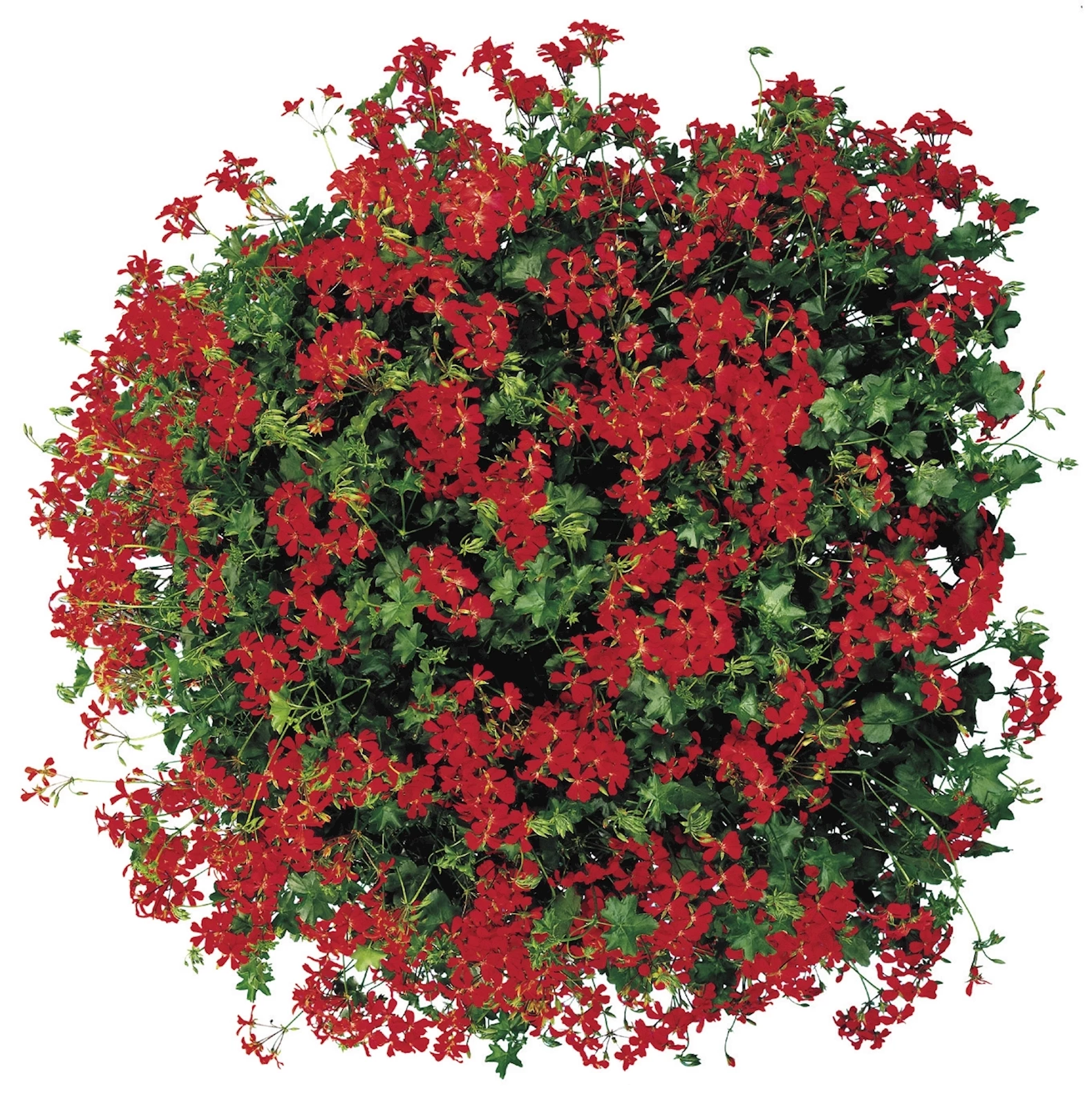 Geranien Hänger rot einfach P10,5 cm