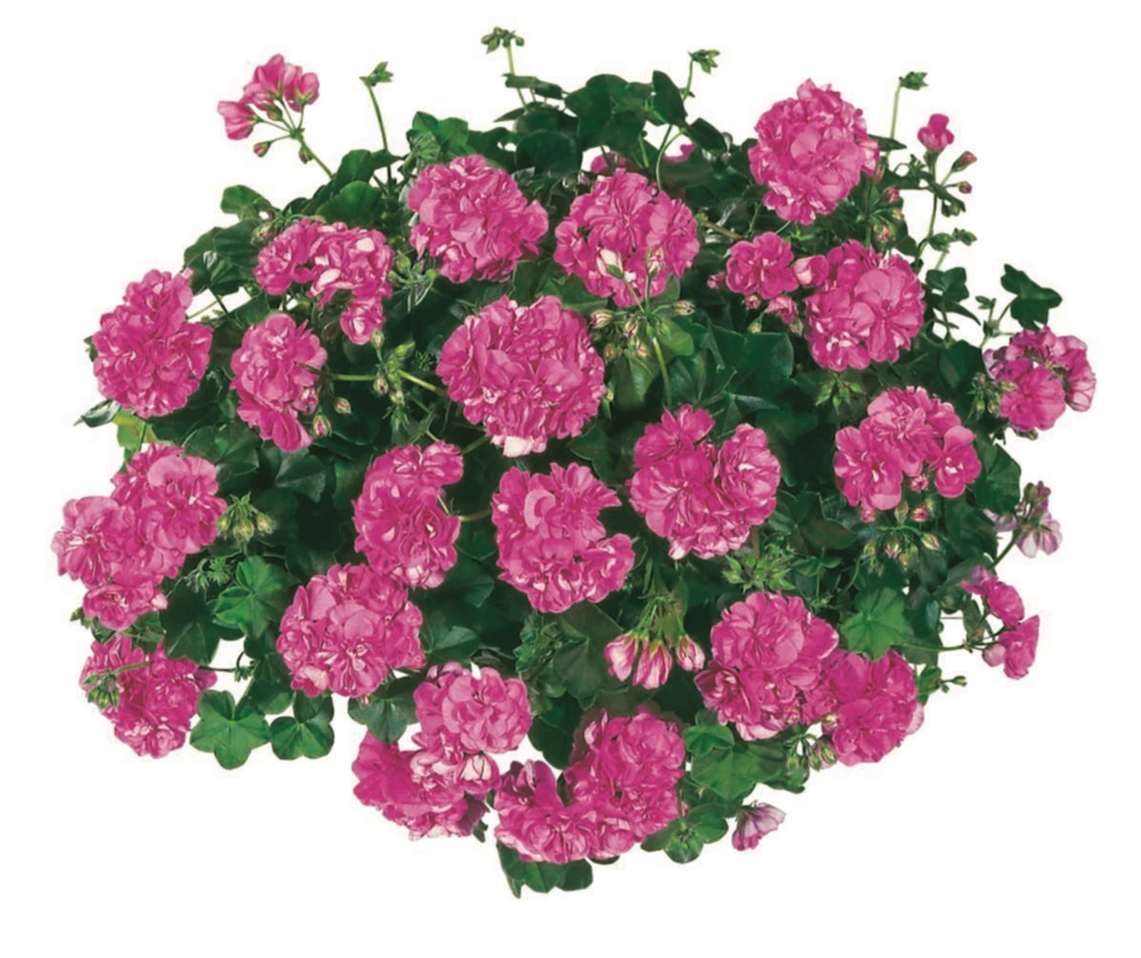 Geranien Hänger lila gef.P10,5 cm