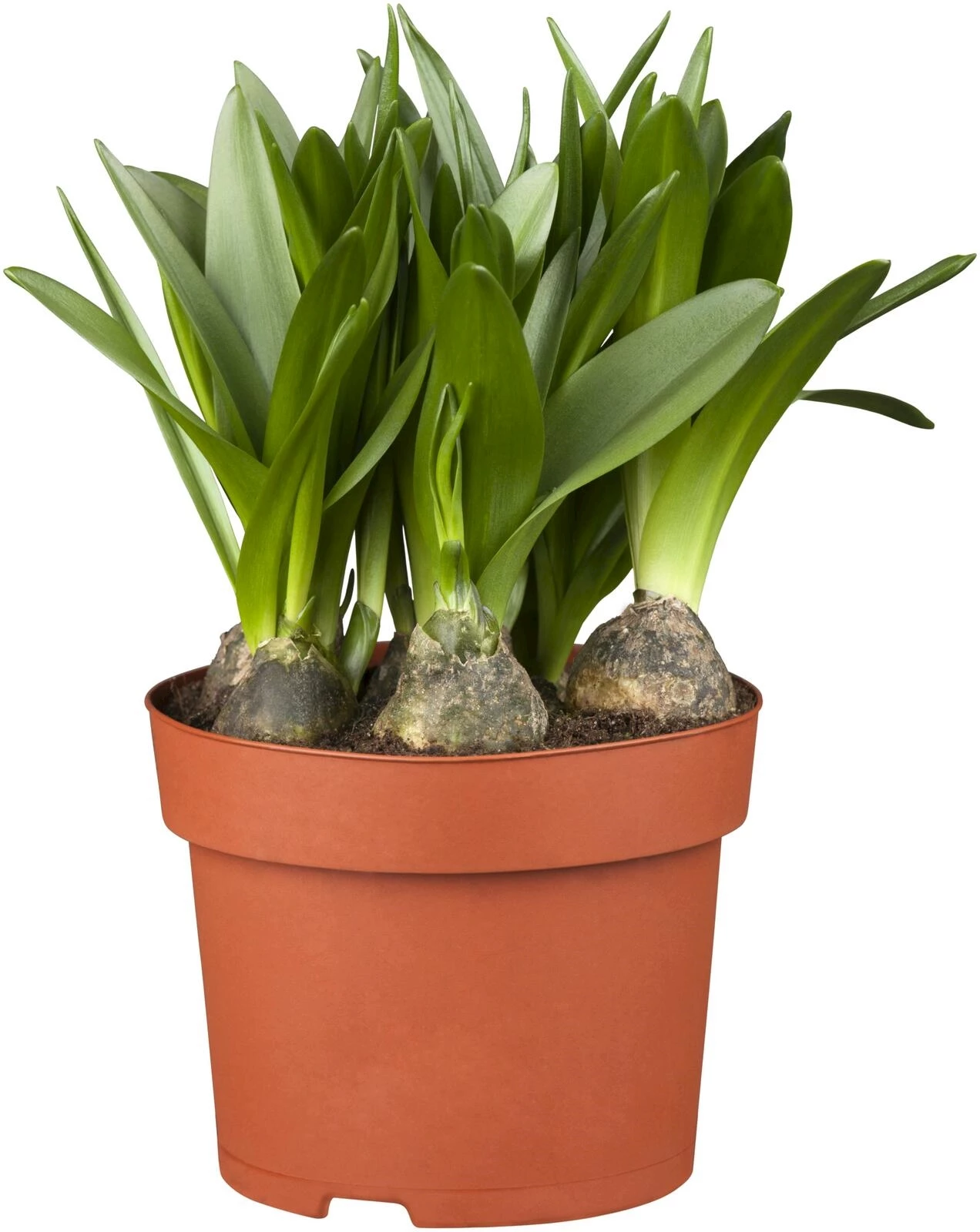 Scilla mischtschenkoana P10.5 cm