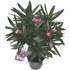 Oleander P17 cm
