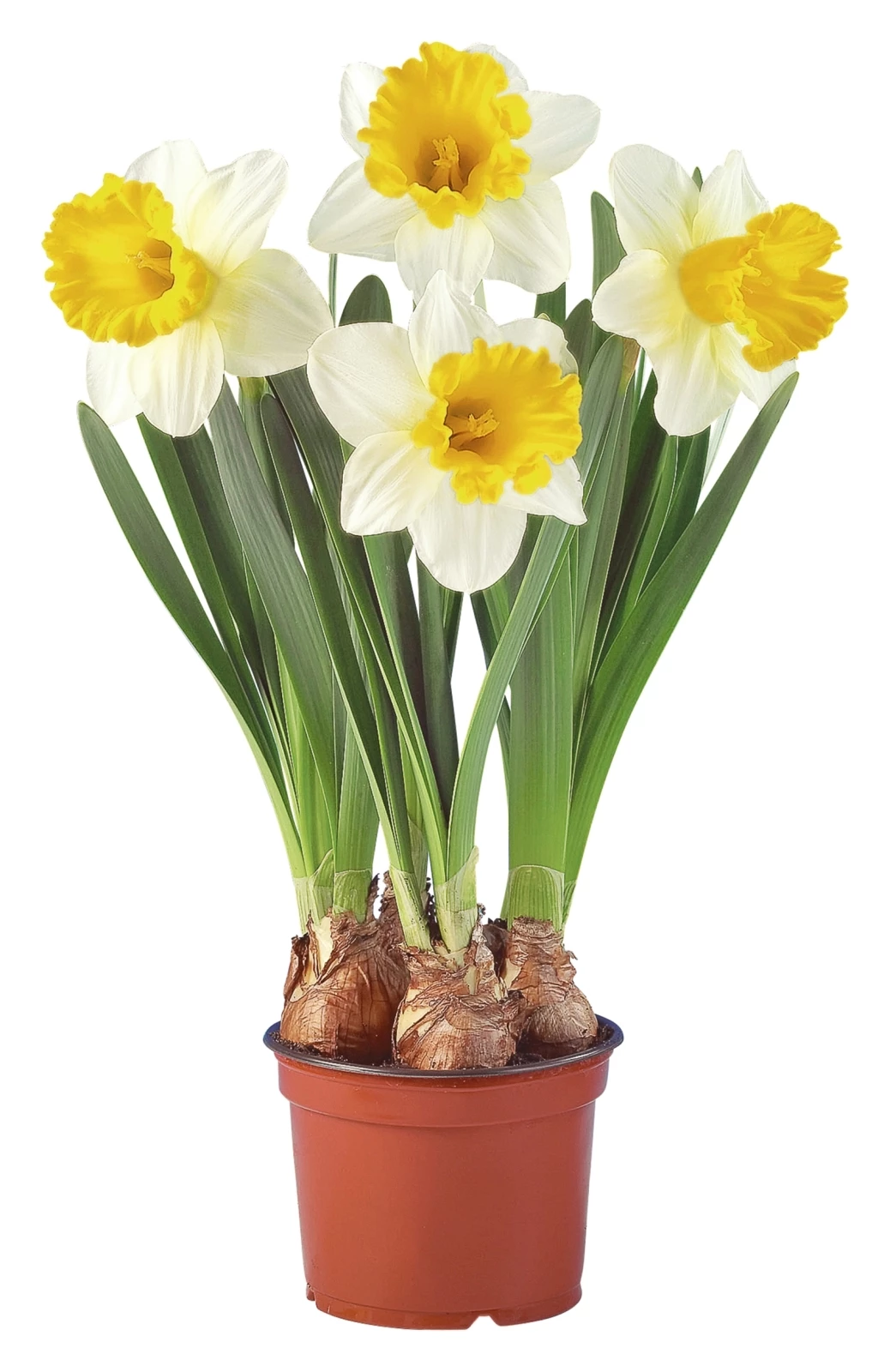 Narzissen grossblumig P14 cm