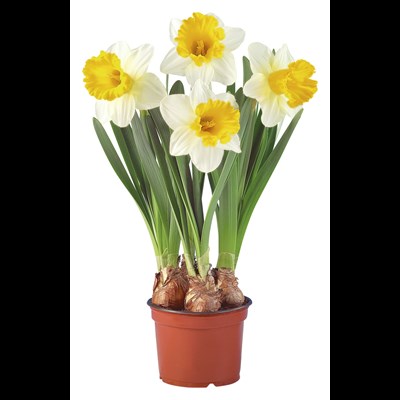 Narcisses grandes fleurs P14 cm
