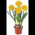 Narcisses grandes fleurs P14 cm