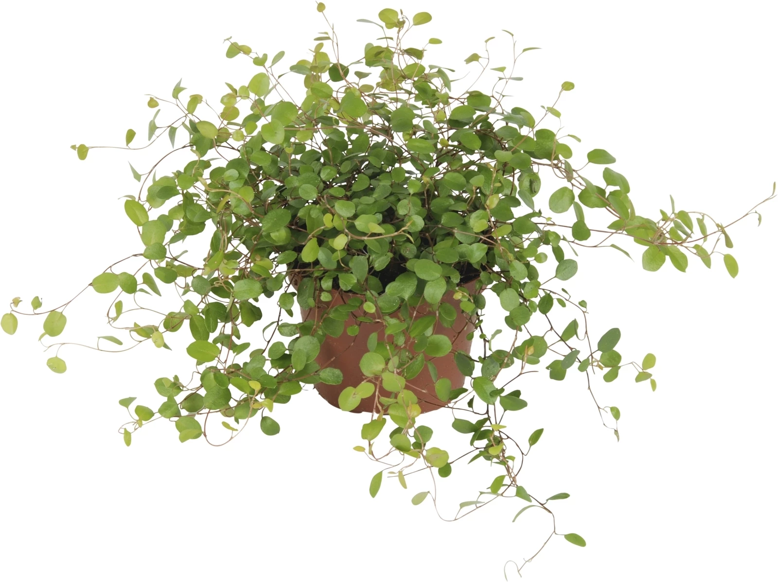 Mühlenbeckia P10.5 cm