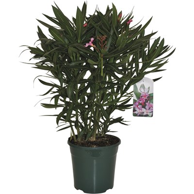 Oleander Busch P20 cm