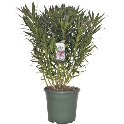 Olivenbaum landi Olivenbaum landi