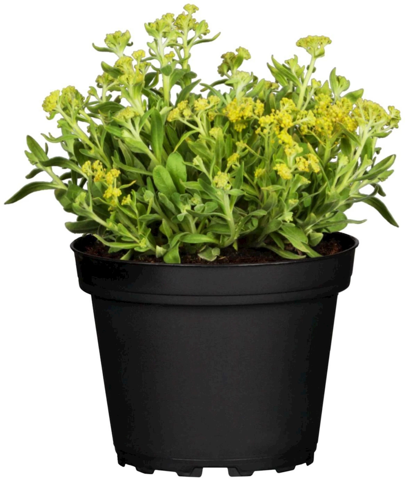 Alyssum saxatile P10.5  cm