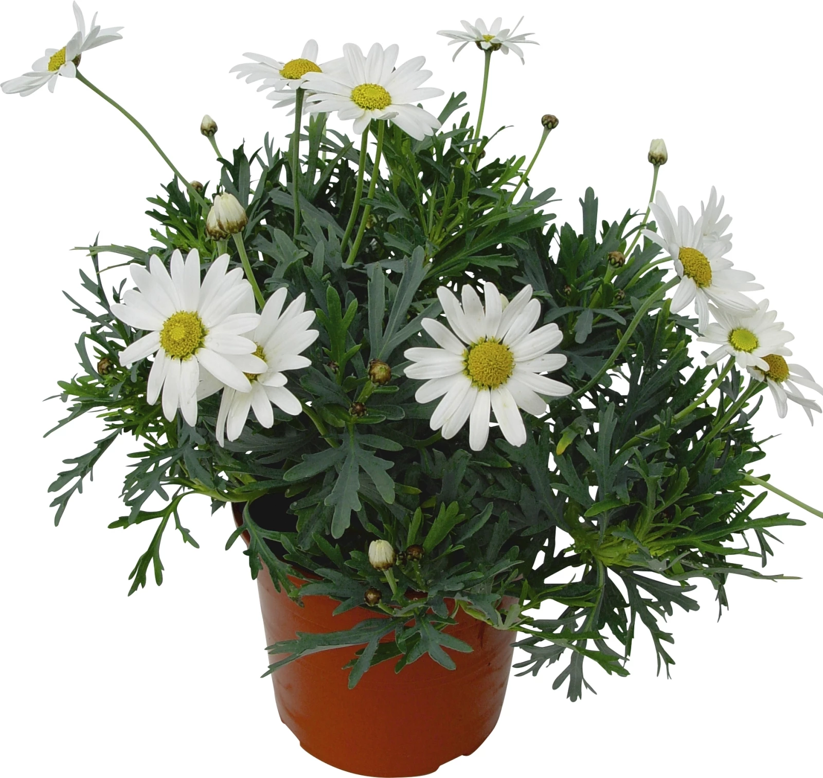 Anthemis klein weiss P10.5 cm