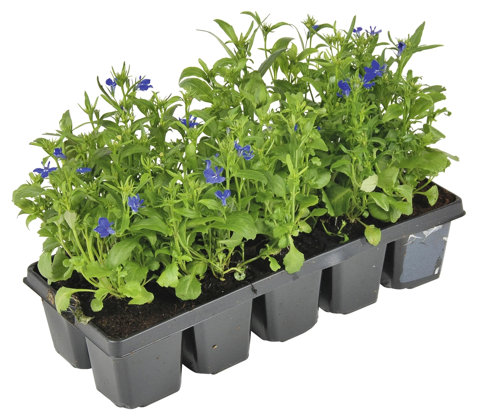 Lobelia 10er Schale
