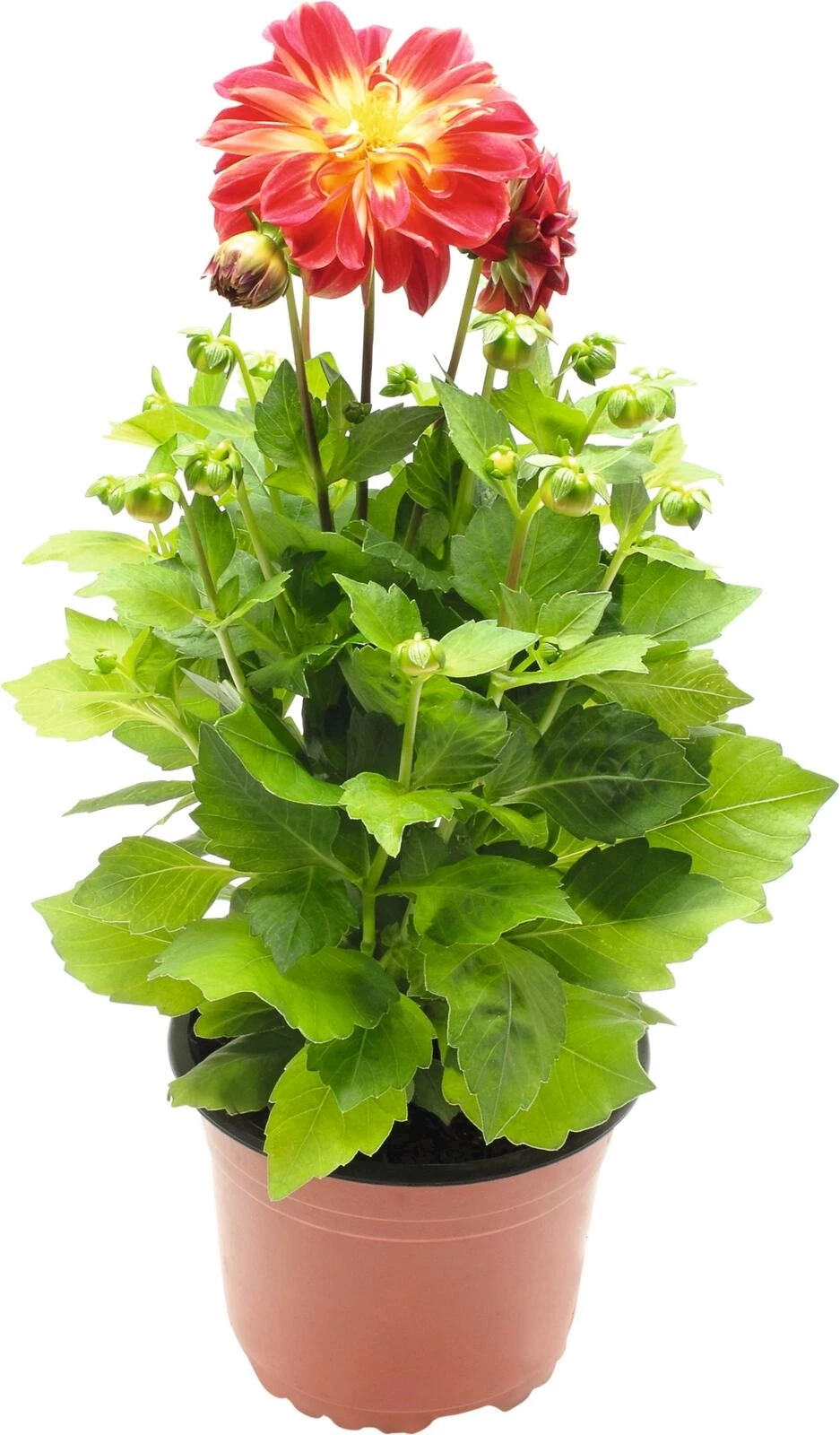 Dahlias div.couleurs P12  cm