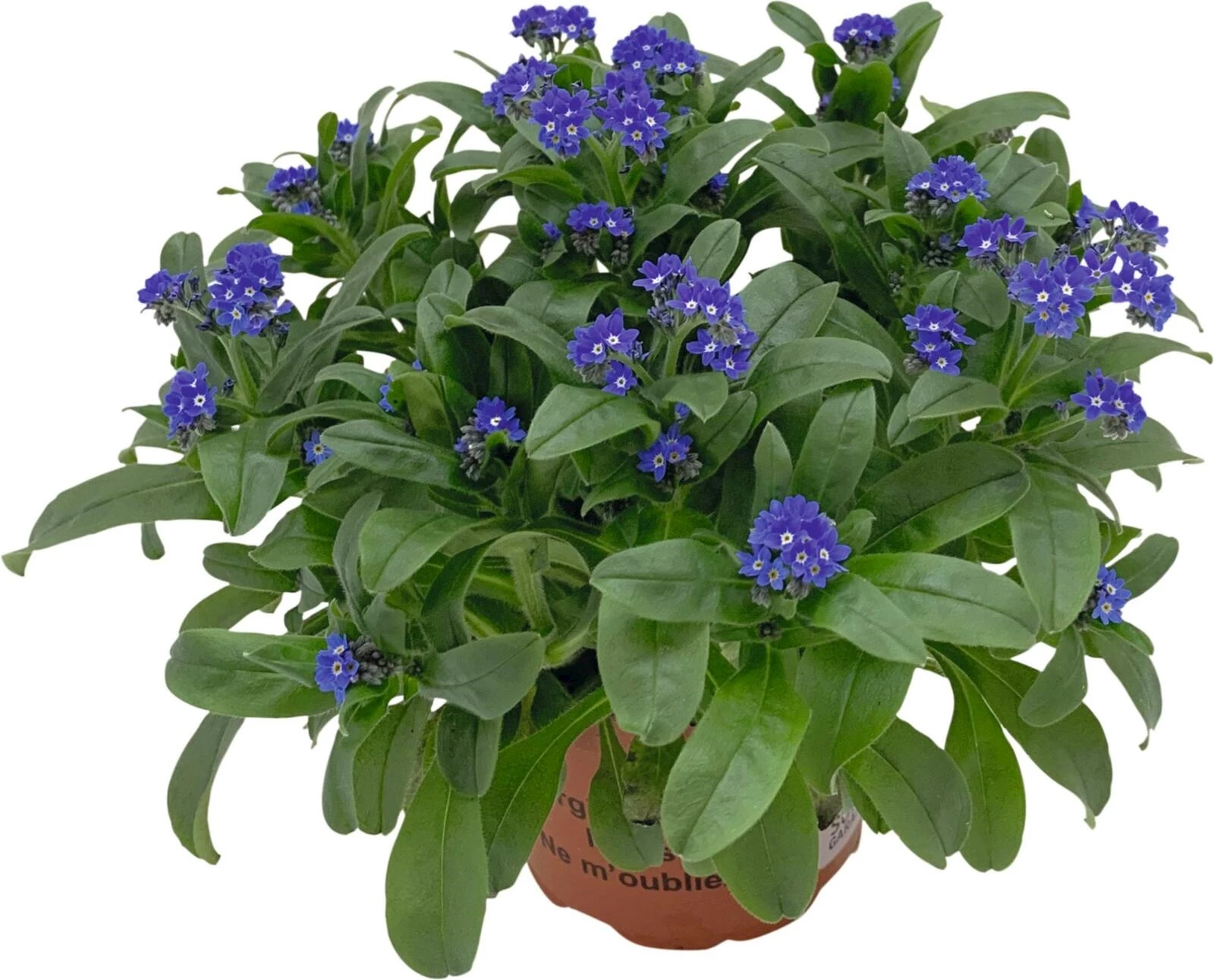 Myosotis XL P12 cm
