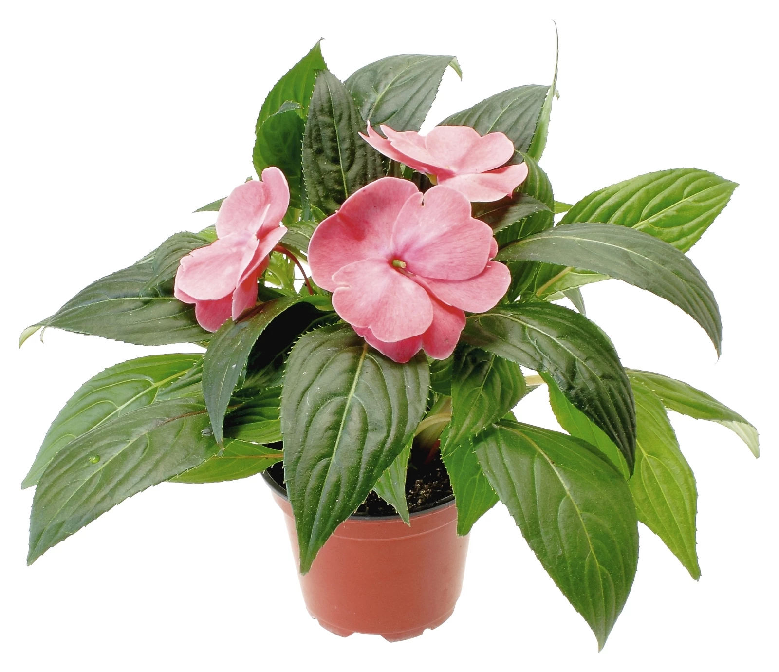 Impatiens Neuguinea rosa P10,5 cm