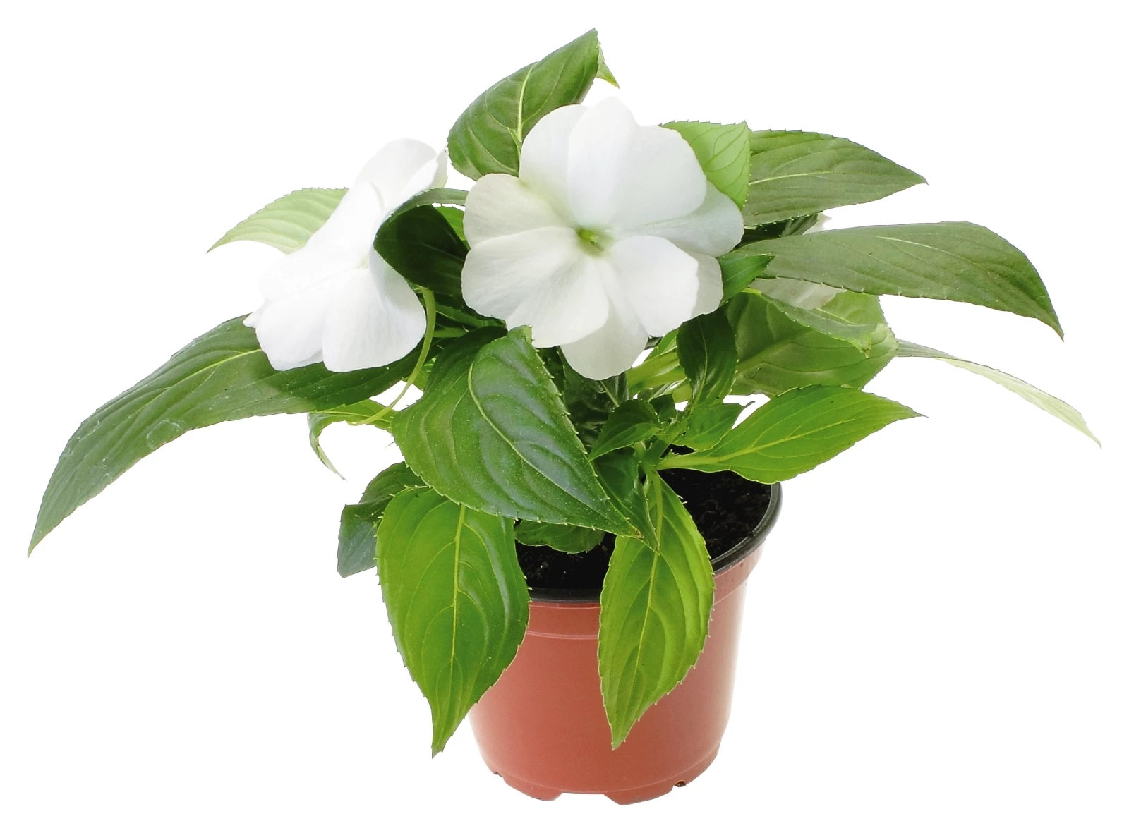 Impatiens Neuguinea weiss P10,5 cm
